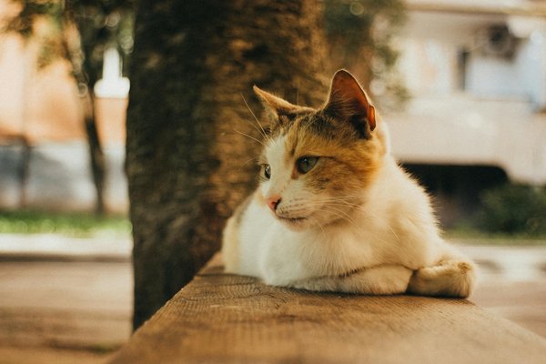 Guía Esencial para Seleccionar la Estufa de Leña Perfecta para Tu Hogar