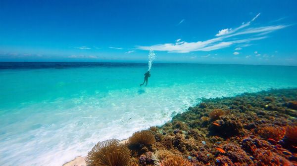 Guía esencial que te impulsa a practicar buceo memorable